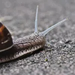 Auftragsarbeit: Mischung zwischen einer Schnecke und Darth Vader